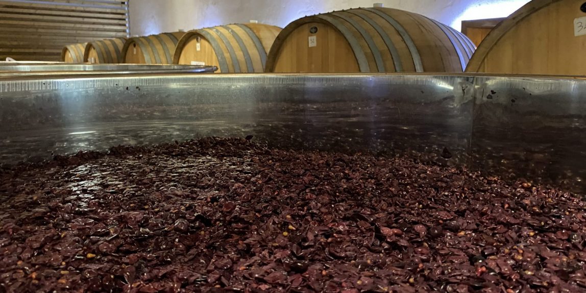 Lecinaro grapes and barrels