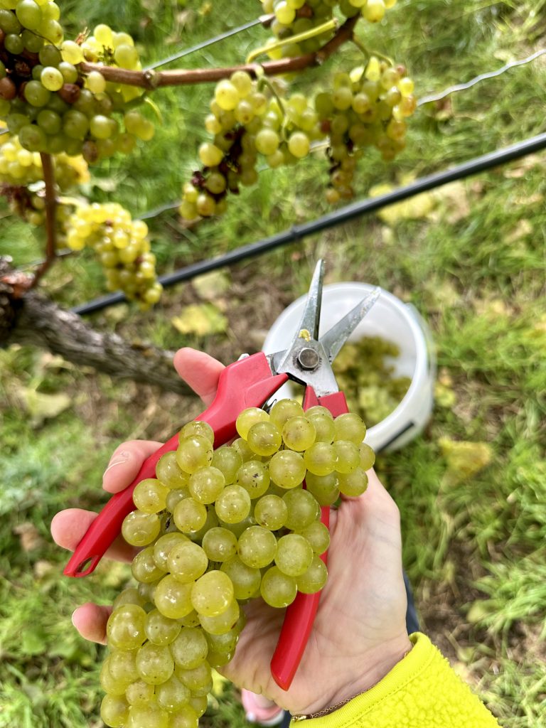 Pinot Blanc grapes in Frankonia