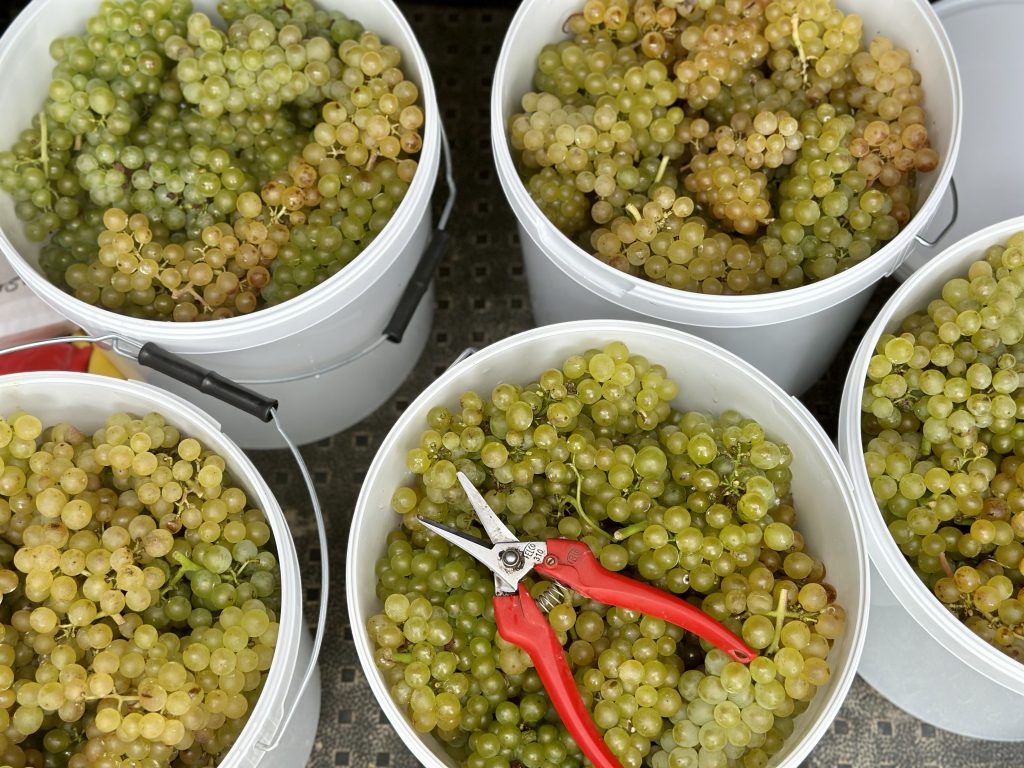 Pinot Blanc
