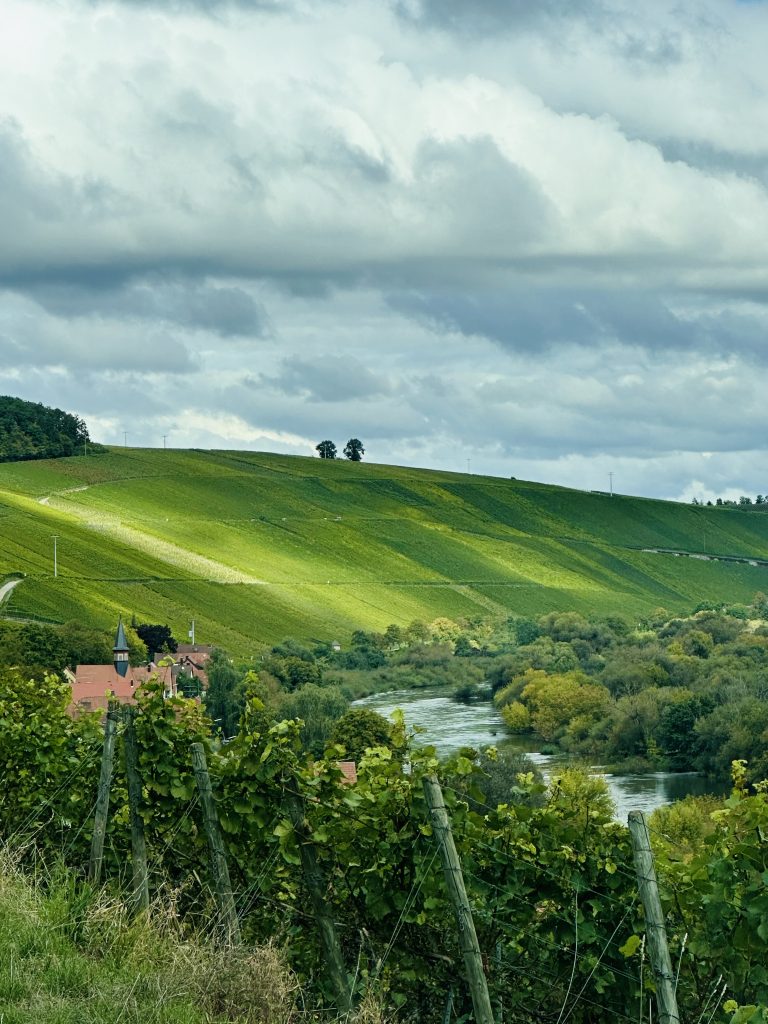 Vineyard in Escherndorf, Frankonia