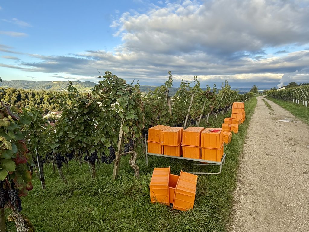 The vineyard in Aargua