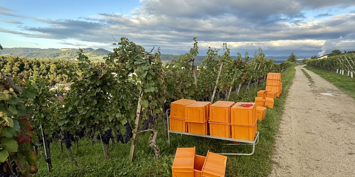 The vineyard in Aargua