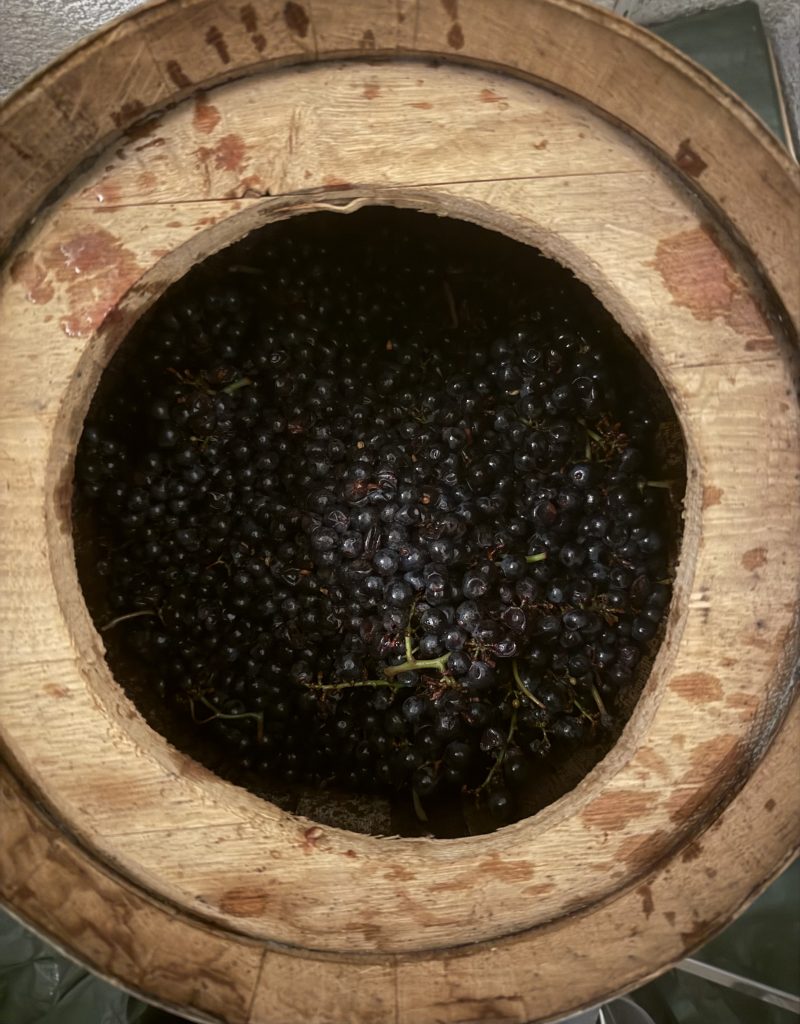 barrel with pinot grapes